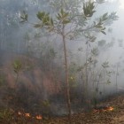 Kebakaran lahan perkebunan akasia di PT Arara Abadi di daerah Keluarahan Teluk Meranti - Pelalawan