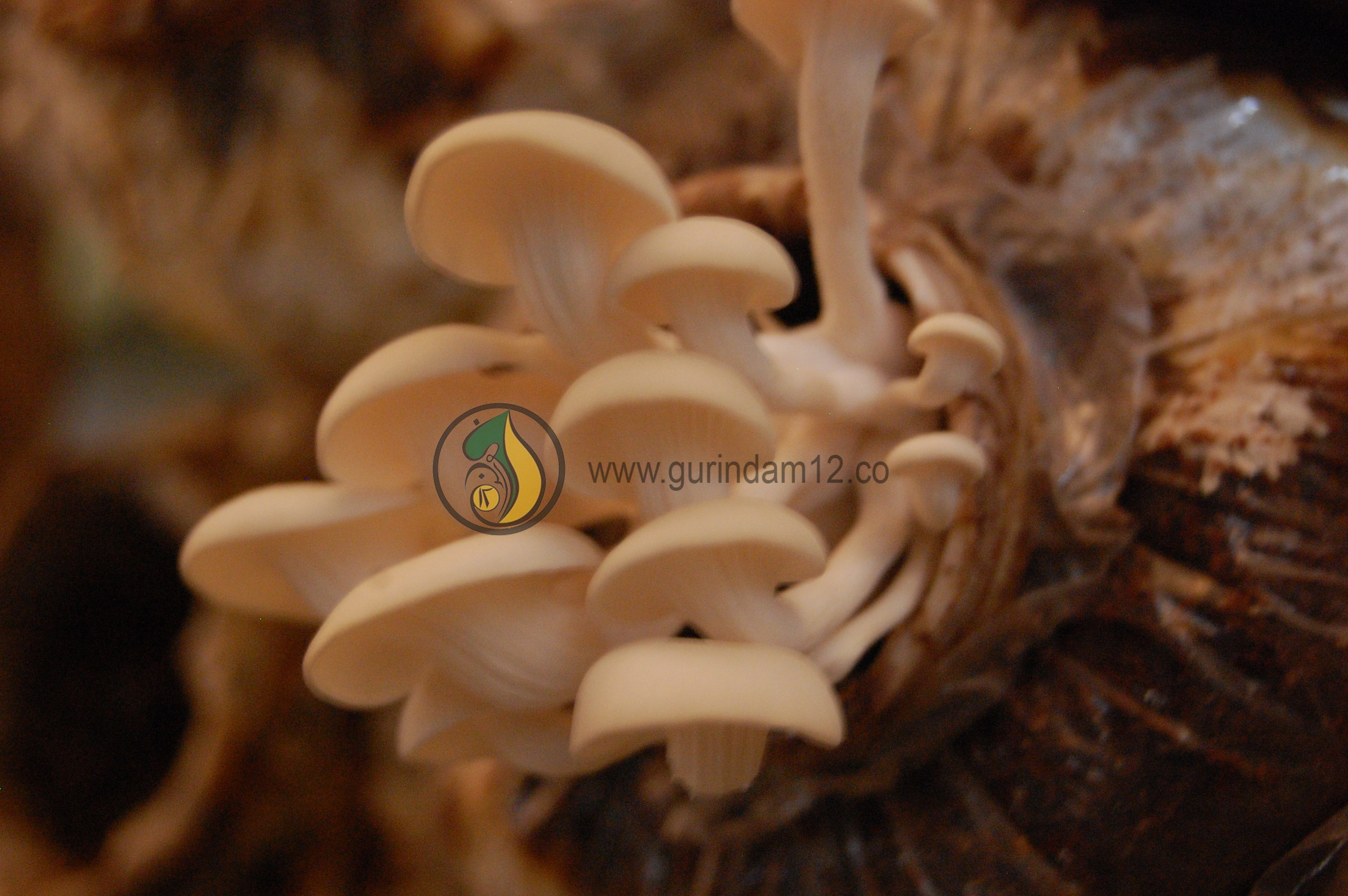 masa pertumbuhan jamur