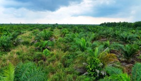 Dengan luasan 25 ribu Ha, dan terdiri dari tanah gambut serta alih fungsi lahan yang tinggi di desa Sepahat. Potensi  kebakaran lahan di desa sangat tinggi.