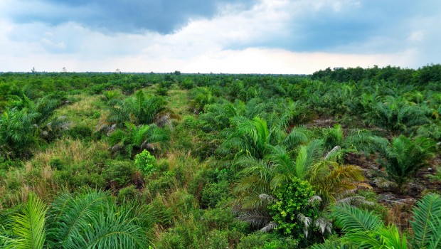 Dengan luasan 25 ribu Ha, dan terdiri dari tanah gambut serta alih fungsi lahan yang tinggi di desa Sepahat. Potensi  kebakaran lahan di desa sangat tinggi.